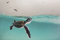 Green Sea Turtle Hatchling by Hannah Le Leu